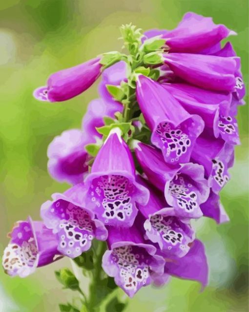 Foxglove Plant paint by numbers