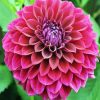 Fuchsia Flower Dahlia paint by numbers