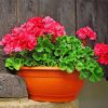 Geraniums paint by numbers