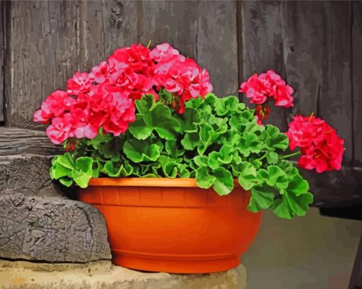 Geraniums paint by numbers