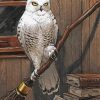 Hedwig Owl paint by numbers
