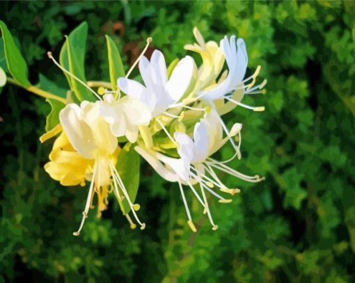 Honeysuckle Flower Plant paint by numbers