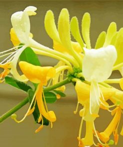 Honeysuckle Flower Plants paint by numbers
