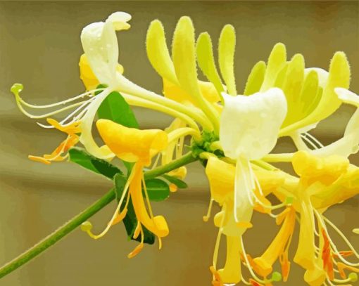 Honeysuckle Flower Plants paint by numbers