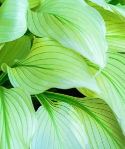 Hosta Leaves paint by numbers