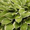 Hosta Plant paint by numbers