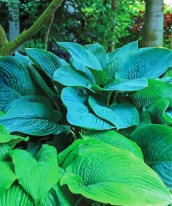 Hostas Plant paint by numbers