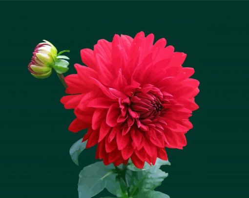 Light Red Dahlia paint by numbers