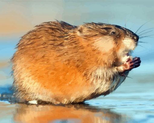 Muskrat Rodent paint by numbers