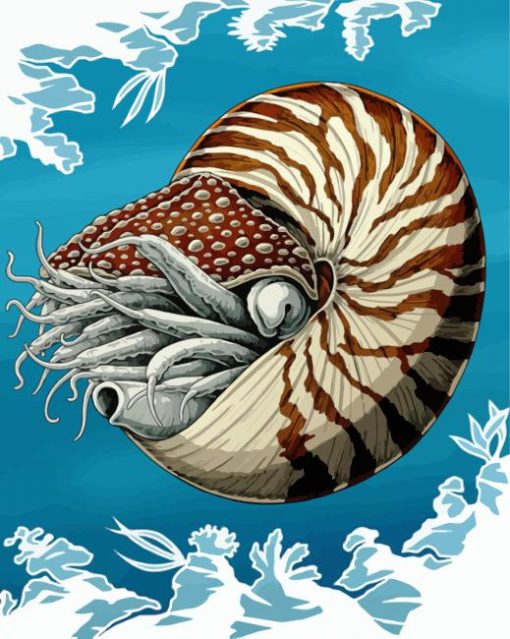 Nautilidae Marine Mollusc paint by numbers