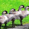Nene Geese Birds paint by numbers