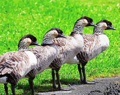 Nene Geese Birds paint by numbers