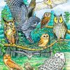 North American Owls paint by numbers
