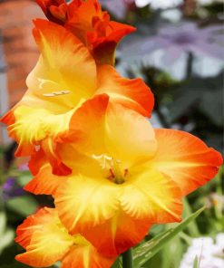 Orange and Yellow Gladiola paint by numbers