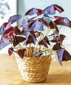 Oxalis Wood Sorrels Plant Pot paint by numbers