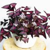 Oxalis Plant paint by numbers