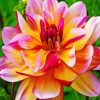 Pink and Yellow Dahlia paint by numbers