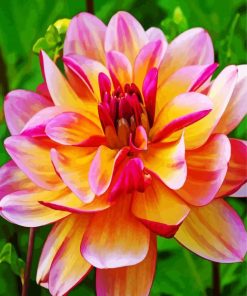 Pink and Yellow Dahlia paint by numbers
