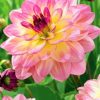 Pink Yellow Dahlia paint by numbers