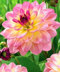 Pink Yellow Dahlia paint by numbers