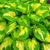 Plantain Lilies Hosta paint by numbers
