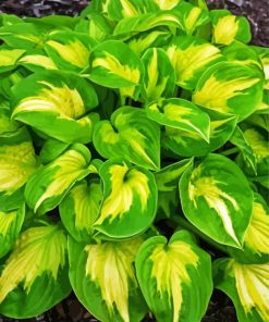 Plantain Lilies Hosta paint by numbers