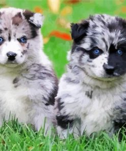 Pomsky Puppies paint by numbers
