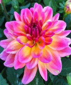 Purple and Yellow Dahlia Flowers paint by numbers