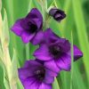 Purple Gladiola paint by numbes