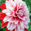 Red and White Dahlia Flower paint by numbers