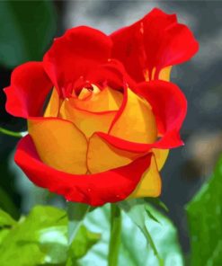 Red and Yellow Floribunda paint by numbers
