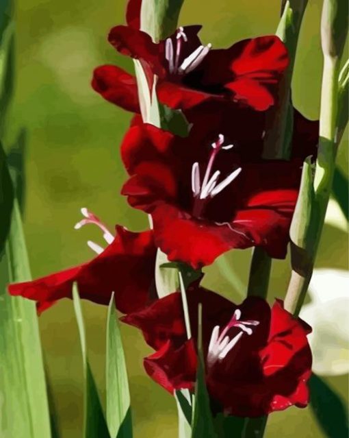 Red Gladiola Flower paint by numbers