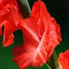 Red Gladiola paint by numbers