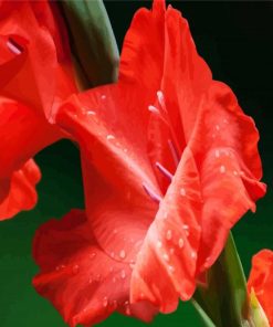 Red Gladiola paint by numbers