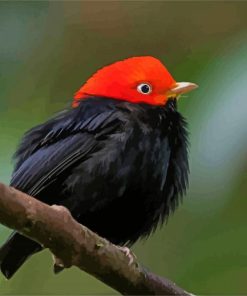 Red Capped Manakin Bird on Stick paint by numbers