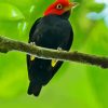 Red Capped Manakin Bird paint by numbers