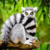 Ring Tailed Lemur Primate paint by numbers
