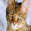 Savannah Cat Face paint by numbers