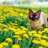 Siamese Cat in Garden paint by numbers