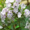 White Purple Phlox Flowering Plant Paint By Number