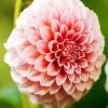 White and Pink Dahlia paint by numbers