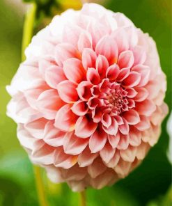 White and Pink Dahlia paint by numbers