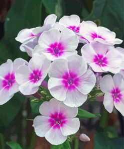 White Pink Phlox Flowers Paint By Number
