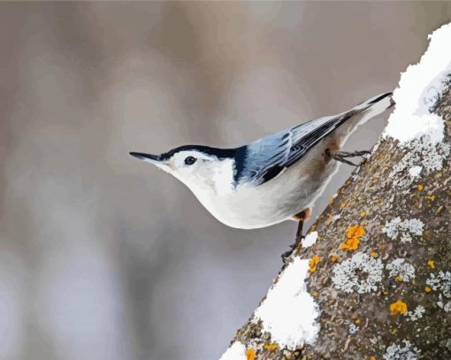 White Breasted Nuthatch Bird Paint By Number