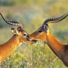 Wild Impalas Antelope paint by numbers