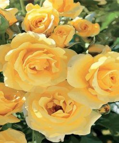 Yellow Floribunda Roses paint by numbers