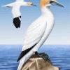 Aesthetic Gannet Birds paint by numbers