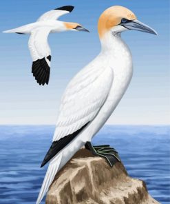 Aesthetic Gannet Birds paint by numbers