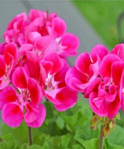 Aesthetic Geraniums Flowers paint by numbers