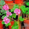 Aesthetic Geraniums paint by numbers